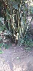 Sansevieria trifasciata
