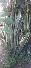 Sansevieria trifasciata