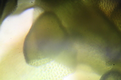 Frullania falciloba