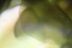 Frullania falciloba