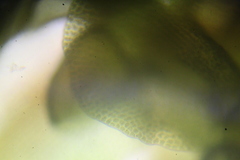 Frullania falciloba