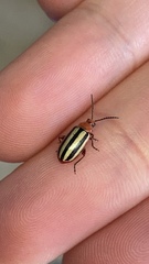 Disonycha leptolineata