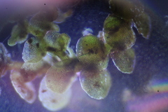 Frullania pentapleura