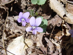 Viola walteri