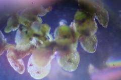 Frullania pentapleura