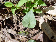 Viola walteri