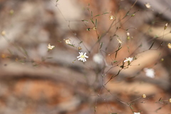 Podolepis capillaris