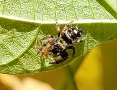 Phidippus audax