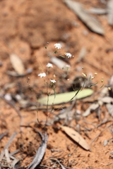 Podolepis capillaris