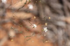 Podolepis capillaris