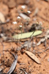 Podolepis capillaris