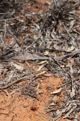 Podolepis capillaris