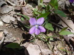 Viola walteri