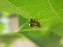 Ischiodon