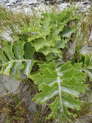 Sonchus grandifolius