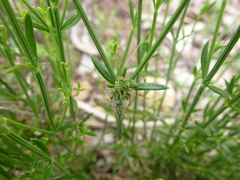Opercularia turpis