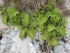 Sonchus grandifolius