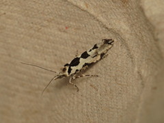 Ypsolopha sequella