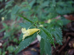 Impatiens tayemonii