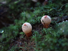 Calostoma japonicum