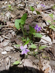 Viola walteri