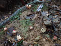 Calostoma japonicum