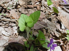 Viola walteri