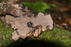 Hydnellum fuscoindicum