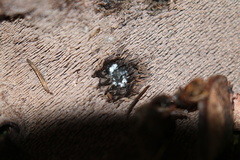 Hydnellum fuscoindicum