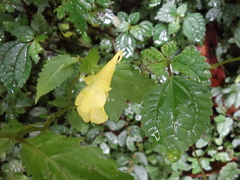 Impatiens tayemonii