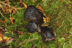 Hydnellum fuscoindicum