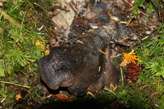 Hydnellum fuscoindicum