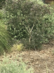 Pittosporum crassifolium