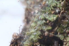 Ceramanus clatritexta