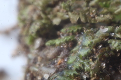 Ceramanus clatritexta