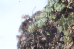 Ceramanus clatritexta