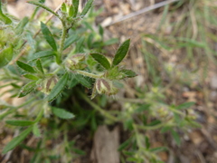 Xanthosia huegelii