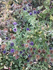 Symphyotrichum novae-angliae