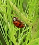 Harmonia axyridis