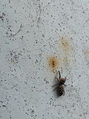 Dendryphantes