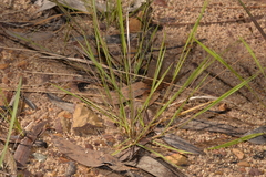 Panicum simile