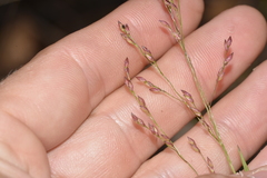Panicum simile