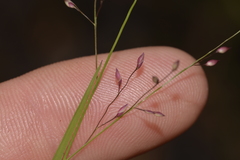 Panicum simile