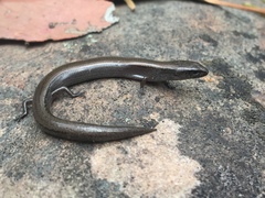 Hemiergis decresiensis