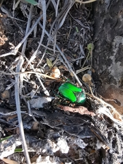 Calomacraspis splendens