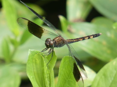 Erythrodiplax umbrata