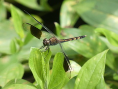 Erythrodiplax umbrata
