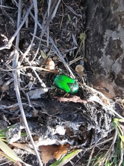 Calomacraspis splendens