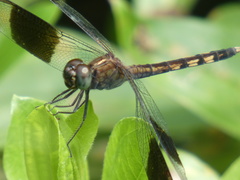 Erythrodiplax umbrata