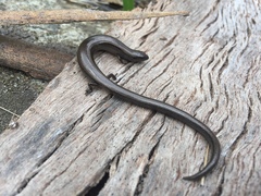 Hemiergis decresiensis